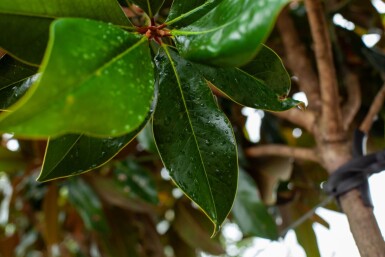 Magnolia grandiflora