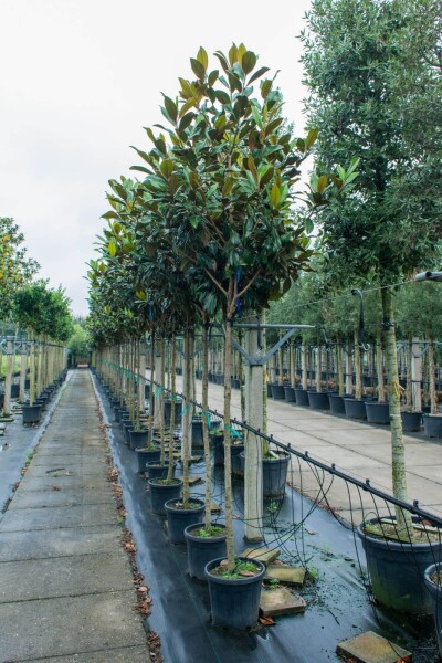 Magnolia grandiflora hoogstam