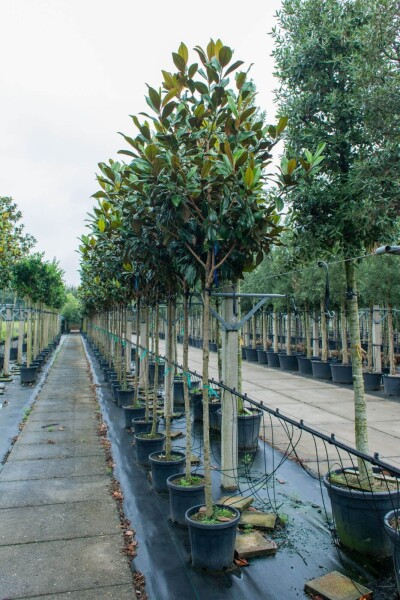 Magnolia grandiflora hoogstam Magnolia grandiflora hoogstam