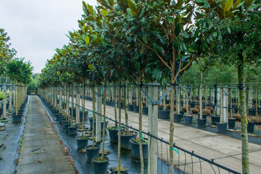 Magnolia grandiflora HO 10/12 P/K Magnolia grandiflora Hochstamm 10/12