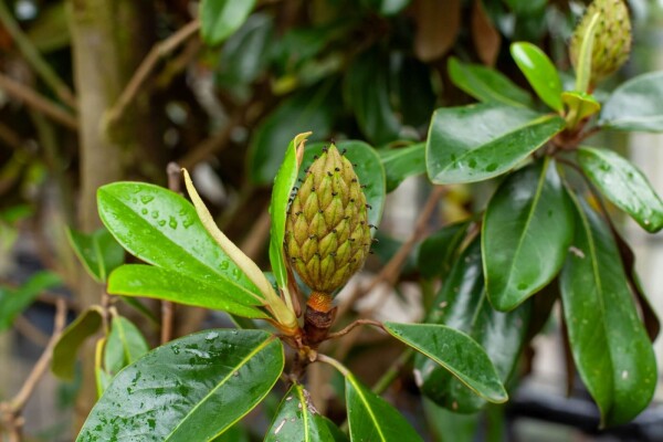 Magnolia grandiflora 'Galissonnière' Magnolia grandiflora 'Galissonnière'
