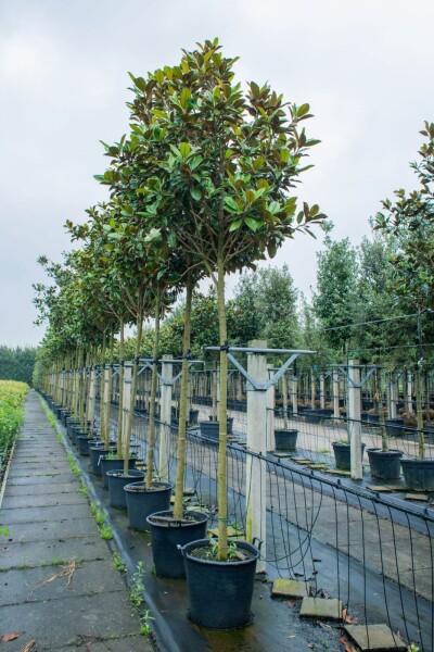 Magnolia grandiflora 'Galissonnière' hoogstam Magnolia grandiflora 'Galissonnière' hoogstam