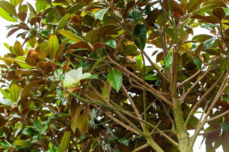 Mag 'Galisso.' HO 10/12 P/K Magnolia grandiflora 'Galissonnière' Hochstamm 10/12