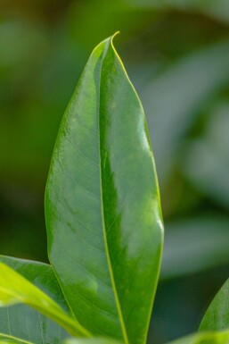 Magnolia grandiflora 'Galissonnière' hochstamm 10/12