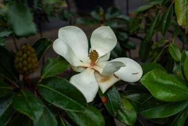 Mag 'Galisso.' HO 10/12 P/K Magnolia grandiflora 'Galissonnière' Hochstamm 10/12