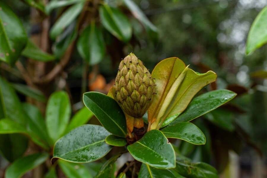 Mag 'Galisso.' HO 10/12 P/K Magnolia grandiflora 'Galissonnière' Hochstamm 10/12
