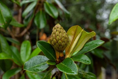 Magnolia grandiflora 'Galissonnière' hochstamm 10/12