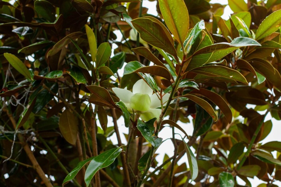 Mag 'Galisso.' HO 10/12 P/K Magnolia grandiflora 'Galissonnière' Hochstamm 10/12