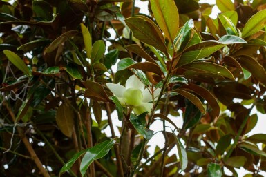 Mag 'Galisso.' HO 10/12 P/K Magnolia grandiflora 'Galissonnière' Hochstamm 10/12