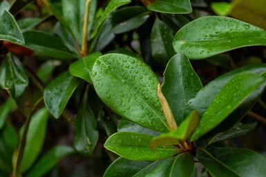 Magnolia grandiflora 'Galissonnière' hochstamm 10/12