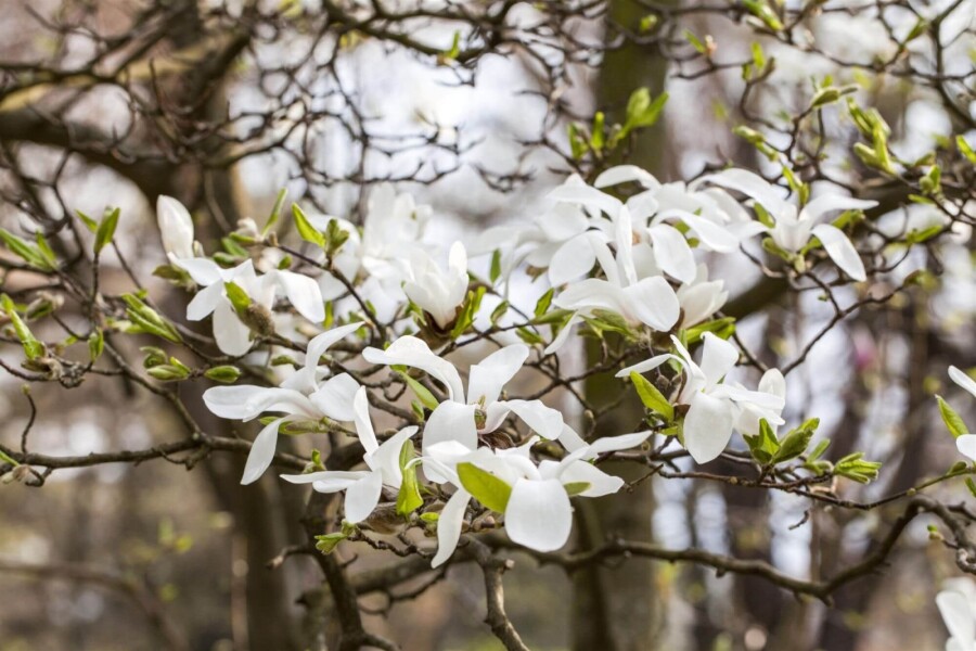 Magnolia kobus Magnolia kobus