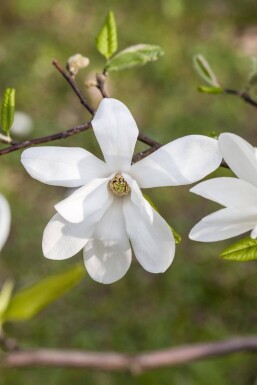 Magnolia kobus hoogstam 6/8