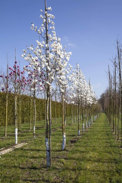 Magnolia x loebneri 'Merrill' Magnolia x loebneri 'Merrill'