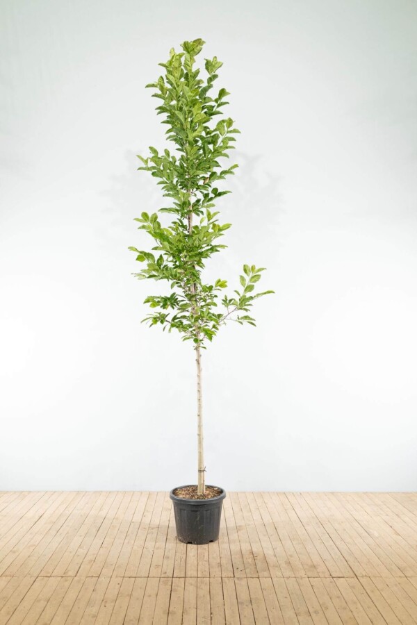 Magnolialoebneri 'Merrill' HO 8/10 P/K Magnolia x loebneri 'Merrill' Hochstamm 8/10