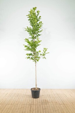 Magnolialoebneri 'Merrill' HO 8/10 P/K Magnolia x loebneri 'Merrill' Hochstamm 8/10