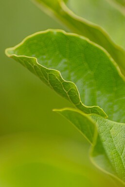 Magnolialoebneri 'Merrill' HO 8/10 P/K Magnolia x loebneri 'Merrill' Hochstamm 8/10