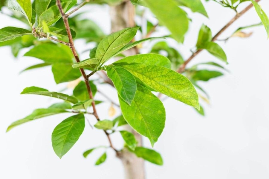 Magnolialoebneri 'Merrill' HO 8/10 P/K Magnolia x loebneri 'Merrill' Hochstamm 8/10