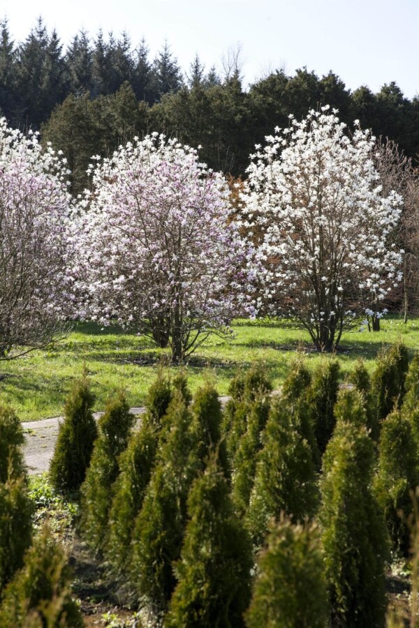 Magnolialoebneri 'Merrill' HO 8/10 P/K Magnolia x loebneri 'Merrill' Hochstamm 8/10