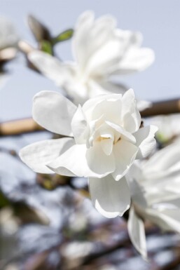 Magnolia x loebneri 'Merrill' hochstamm 8/10