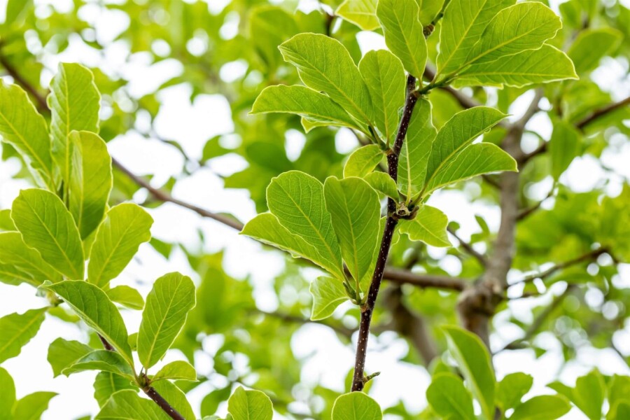 Magnolialoebneri 'Merrill' HO 8/10 P/K Magnolia x loebneri 'Merrill' Hochstamm 8/10
