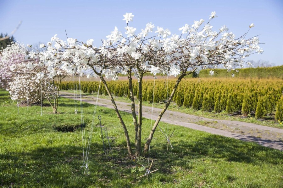 Magnolialoebneri 'Merrill' ME200-250 P/K Magnolia x loebneri 'Merrill' Mehrstämmig 200-250