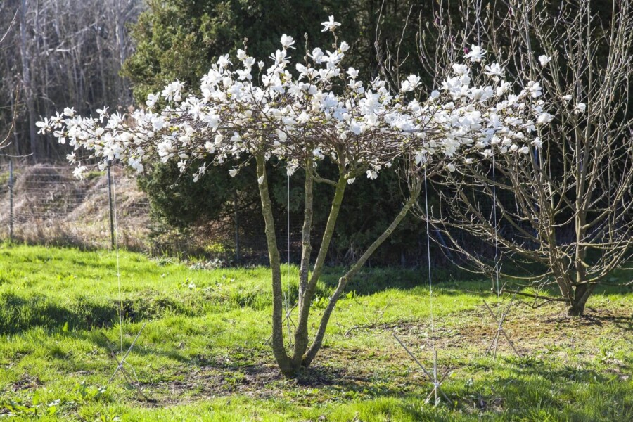 Magnolialoebneri 'Merrill' ME200-250 P/K Magnolia x loebneri 'Merrill' Mehrstämmig 200-250