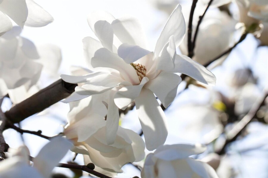 Magnolialoebneri 'Merrill' ME200-250 P/K Magnolia x loebneri 'Merrill' Mehrstämmig 200-250