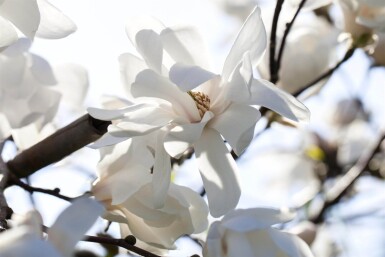 Magnolialoebneri 'Merrill' ME200-250 P/K Magnolia x loebneri 'Merrill' Mehrstämmig 200-250