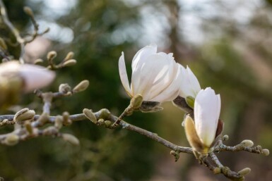 Magnolia x loebneri 'Merrill' mehrstämmig 200-250