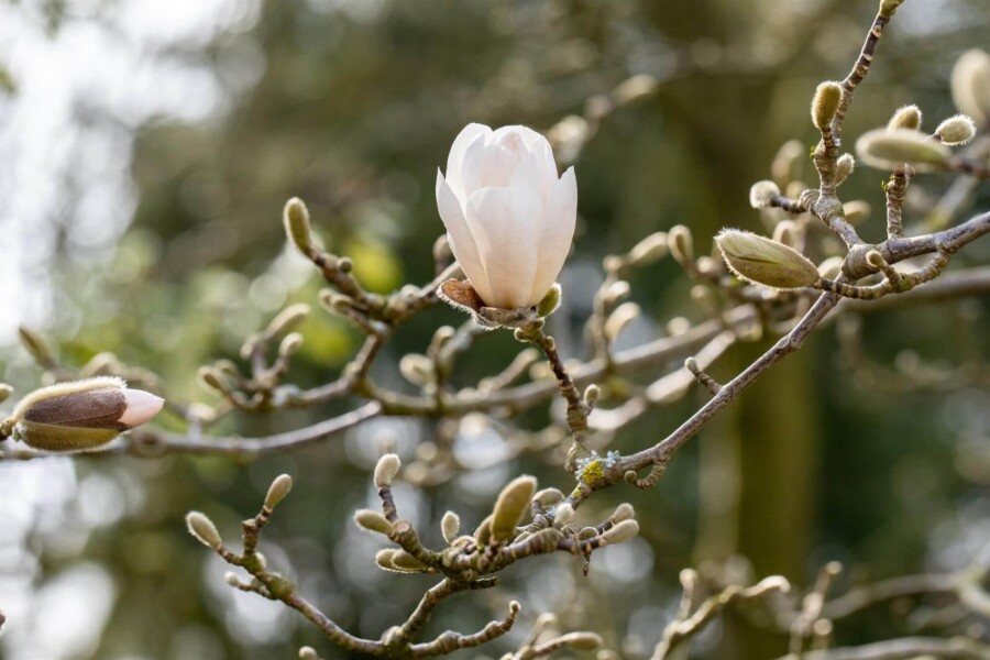 Magnolialoebneri 'Merrill' ME200-250 P/K Magnolia x loebneri 'Merrill' Mehrstämmig 200-250