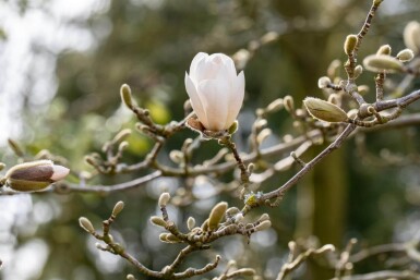 Magnolialoebneri 'Merrill' ME200-250 P/K Magnolia x loebneri 'Merrill' Mehrstämmig 200-250