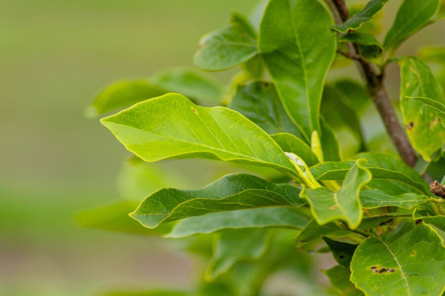 Magnoliasoulangeana Magnolia x soulangeana