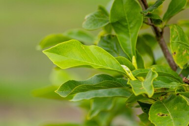 Magnolia x soulangeana