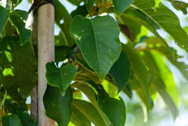 Magnolia x soulangeana hochstamm 8/10