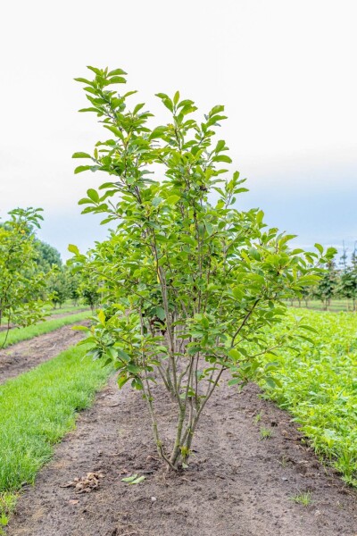 Magnolia x soulangeana Mehrstämmig Magnolia x soulangeana Mehrstämmig