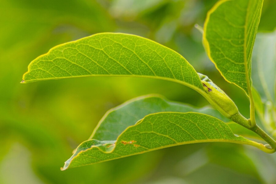 Magnoliasoulangeana ME 200-250 P/K Magnolia x soulangeana Mehrstämmig 200-250