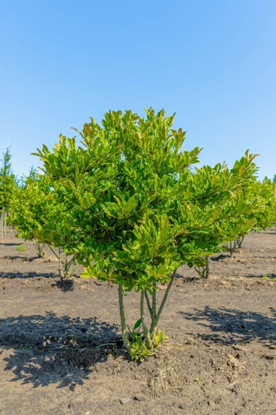 Magnolia stellata meerstammig