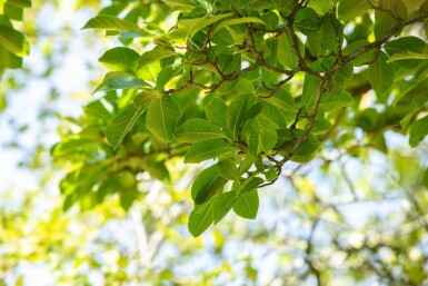 Magnolia stellata mehrstämmig 200-250