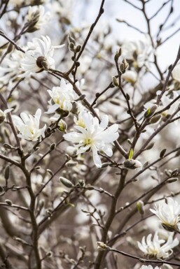 Magnolia stellata mehrstämmig 200-250