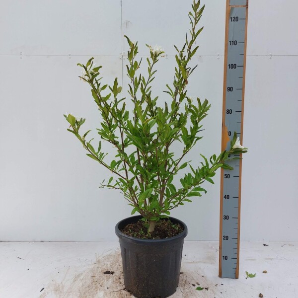 Magnolia stellata struik