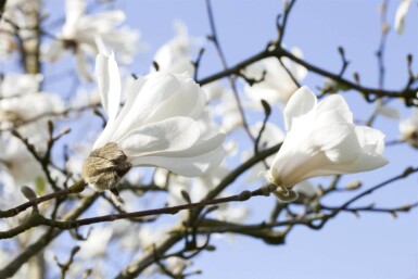 Magnolia stellata strauch 80-100