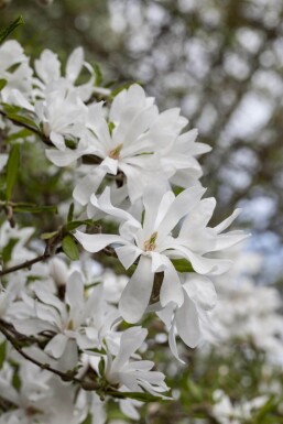 Magnolia stellata strauch 80-100