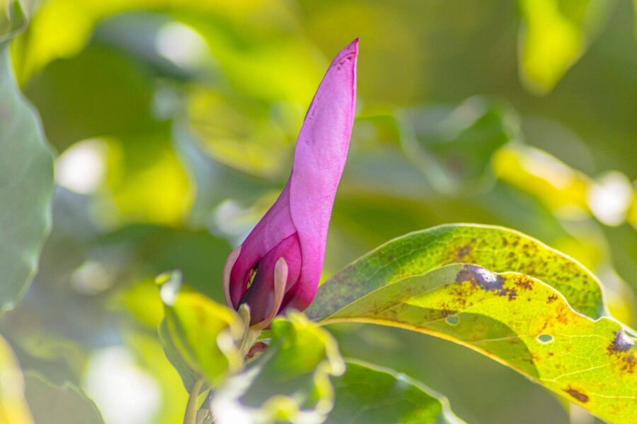 Magnolia 'Susan' Magnolia 'Susan'