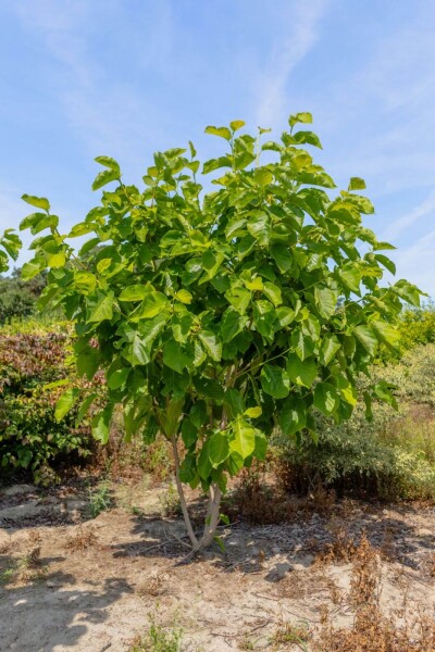 Magnolia 'Susan' meerstammig