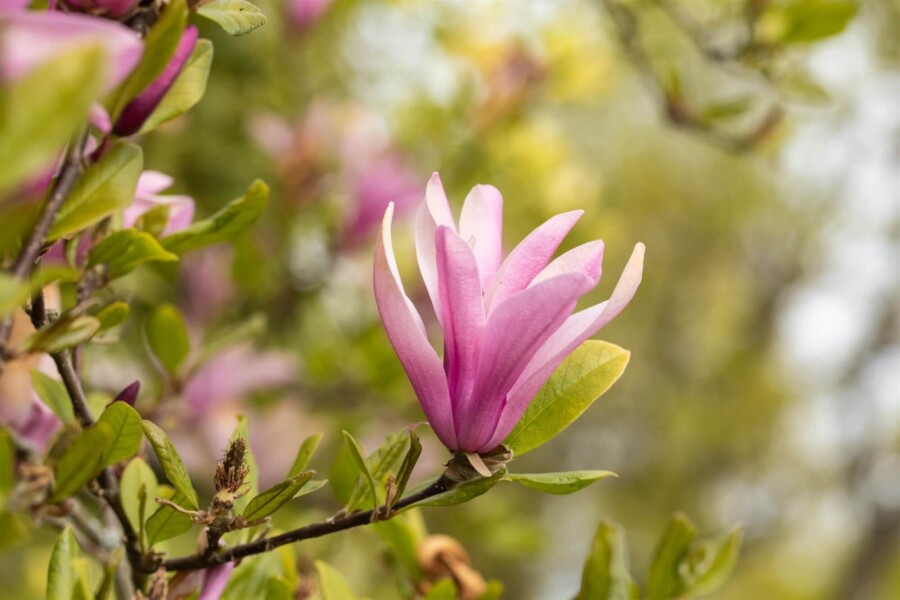 Magnolia 'Susan' HA 120 P/K Magnolia 'Susan' Halbstamm 120cm Stamm