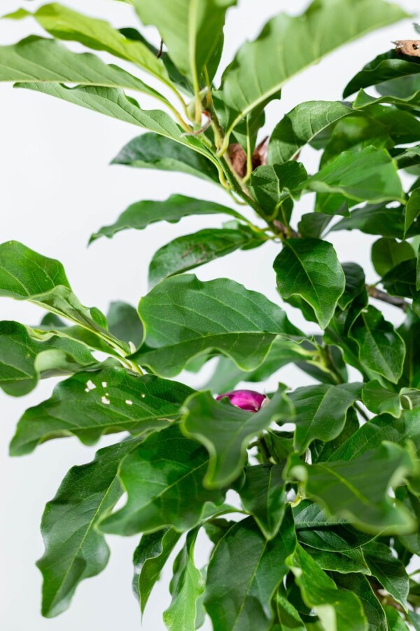 Magnolia 'Susan' HA 120 P/K Magnolia 'Susan' Halbstamm 120cm Stamm