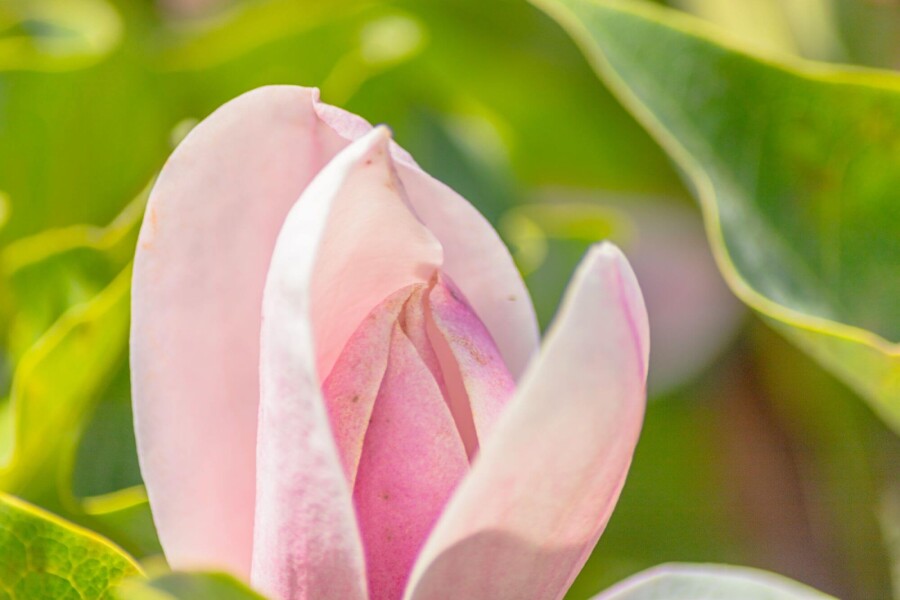 Magnolia 'Susan' HA 120 P/K Magnolia 'Susan' Halbstamm 120cm Stamm