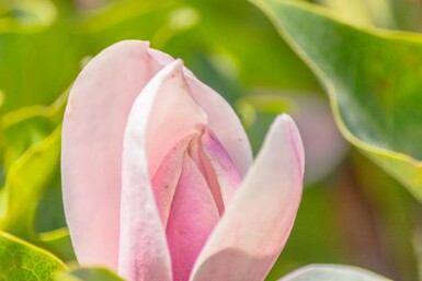 Magnolia 'Susan' HA 120 P/K Magnolia 'Susan' Halbstamm 120cm Stamm