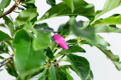 Magnolia 'Susan' HA 120 P/K Magnolia 'Susan' Halbstamm 120cm Stamm