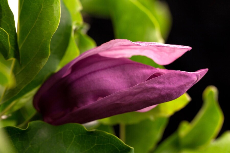 Magnolia 'Susan' HA 120 P/K Magnolia 'Susan' Halbstamm 120cm Stamm